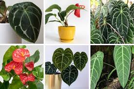 Anthurium clarinervium matuda the mexican velvet cardboard anthurium commonly known in mexico as hoya de corazon. 42 Stunning Anthurium Varieties You Need To See Smart Garden Guide