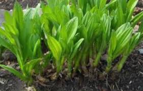 Image result for Stolzia williamsonii