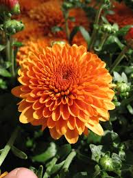 Chrysanthemum Orange Chrysanthemum Flower Flowers Online Chrysanthemum