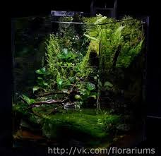 Nano Paludarium Of Nina Iva And Georgii Korolenko Terraria Terrario Foto Sezione Aurea