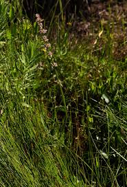 Image result for Platostoma