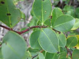 Image result for Rawsonia lucida