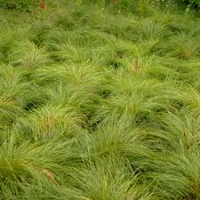 Image result for Sporobolus stapfianus