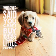 My Dachshund Family Mydachshundfamily Instagram Photos And Videos Puppy Quotes Happy Dogs Cute Puppies