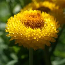 Image result for Helichrysum globosum