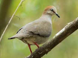 Image result for Lepidotrichilia