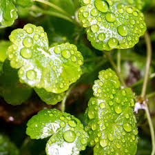 Image result for Hydrocotyle sibthorpioides