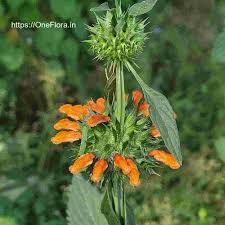 Image result for Leonotis nepetifolia
