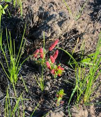 Image result for Wahlenbergia madagascariensis