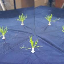 Smaller mirrors are found at discount or thrift stores quite easily and with a super small price tag on them. Twin Mirror Setup To Give Five Views Of A Plant One Real Object And Download Scientific Diagram