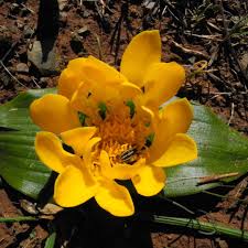 Image result for Daubenya