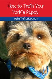 We did not find results for: 7 Smart Yorkie Puppy Training Tricks Alpha Trained Dog