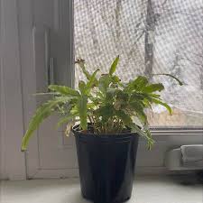 Image result for Pteris cretica