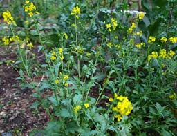 Maybe you would like to learn more about one of these? Eat Your Brassicas Flowers And All Pioneering The Simple Life