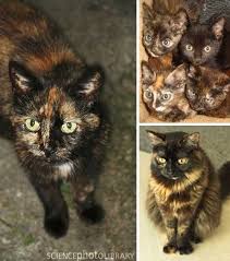 Black And Orange Tortoiseshell Kitten Twisted Sisters Amazing Tortoiseshell Cats Kittens Webecoist Beautiful Cats Cute Cats Kittens