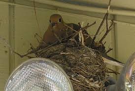 Mourning Doves Habits Mating Eating Nesting Lifespan