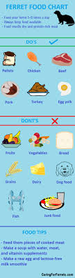 Check Out This Chart On How To Feed Your Ferret Ferret