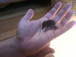 Smallest mammal in the world. Second Smallest Mammal Pygmy Shrew Youtube