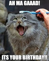 101 Funny Cat Birthday Memes For The Feline Lovers In Your Life People do not use birthday wishes now to wish their friends happy birthday but instead, they look for funny happy birthday meme.