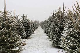 Maybe you would like to learn more about one of these? 5 Best Christmas Tree Farms In Maine New England With Love