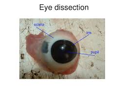 The first structure of the eye that light passes through on its way to the retina is the _____. Eye Dissection Ppt Download