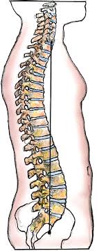 A type of connective tissue that provides primary support and protection for body structures is? Biomechanical Role Of The Osseous Ligamentous And Muscular Structures Of The Spine Neupsy Key