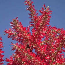 Image result for Triplaris americana