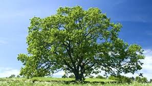 types of acorn trees oak tree against blue sky types of