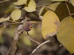 Image result for Ficus exasperata