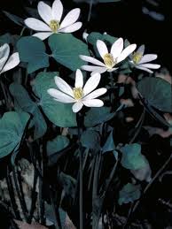 We've done the work for you! Pin On Native Midwestern Gardening