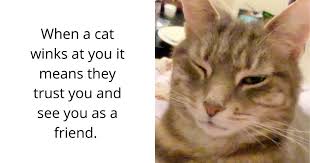 Cat Facts In 2020 Pet Care Cat Facts Cats