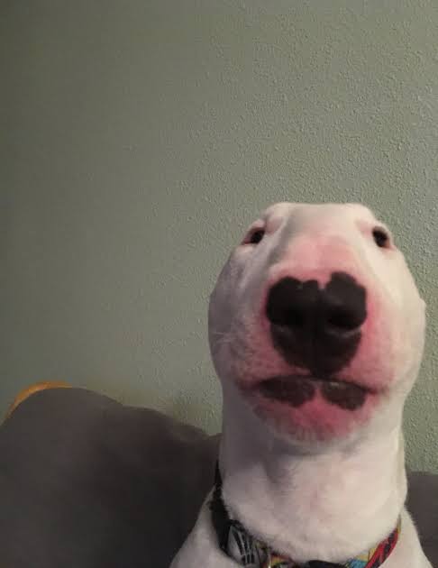 Image result for nelson bull terrier"