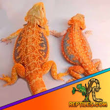 Red Monster Bearded Dragon/Red Monster Bearded Dragon For Sale