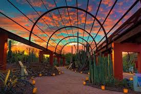 Yucca blooming with the cactus and succulent gallery in the background. Desert Botanical Garden Southwest Breast And Aesthetics
