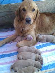 For the best experience, we recommend you upgrade to the latest version of chrome or safari. My Golden Retriever And Her 3 Day Old Puppies Baby Dogs Cute Dogs Puppies