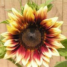 10 Not To Be Missed Sunflower Blooms Planting Sunflowers Beautiful Flowers Pretty Flowers