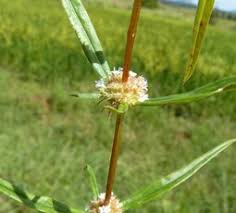 Image result for Eriosema psoraleoides