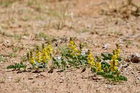 Image result for Senna italica