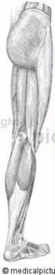 All four quadriceps muscles insert into the tibia (shin bone). Muscles Of The Human Leg Doccheck