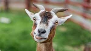 The typical, tan colored coat is called gold. How Much Do You Know About The Chamois Colored Goat Proprofs Quiz