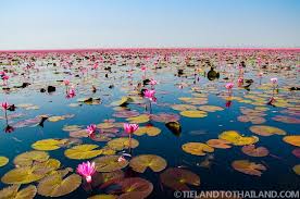 Check spelling or type a new query. Red Lotus Sea In Udon Thani Thailand Tieland To Thailand