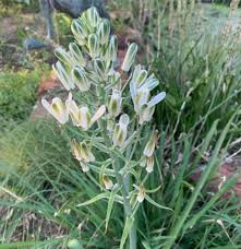 Image result for Albuca setosa
