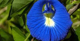 Teratai banyak sisi menarik yang bisa dibahas dari tanaman dengan nama latin clitoria ternatea ini. 9 Manfaat Bunga Telang Untuk Kesehatan Si Cantik Penuh Maslahat