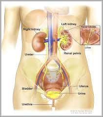 Girls full body picture anatomy. Female Body Diagram Anatomy System Human Body Anatomy Diagram And Chart Images