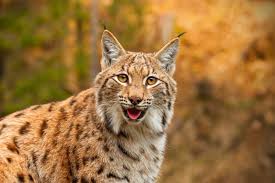 Fysiek was een week lang fotograferen in het 17 gedachten over lynx met prooi. Volwassen Euraziatische Lynx In Natuurlijke Omgeving Premium Foto