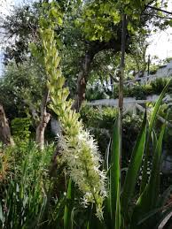 Image result for Sansevieria dooneri