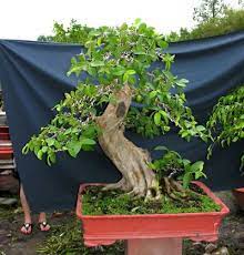Photo By Lnvinh6 Bonsai Tree Care Juniper Bonsai Bonsai Garden