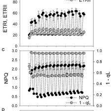 Image result for Psychotria djumaensis