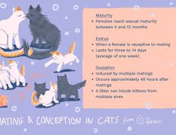 Guide To Cat Mating And Reproduction