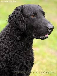 Find the perfect puppy for you and your family. Pin On Dog Breeds